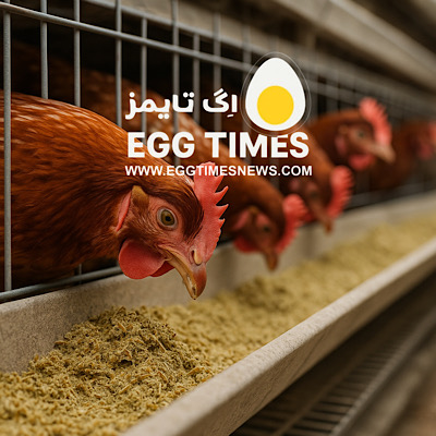 تمرکز جدید بر فیبر در تغذیه طیور؛ ماده مغذی یا ضدمغذی؟