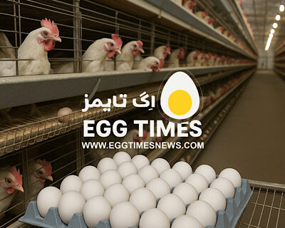 بازار جهانی تخم‌مرغ تا سال ۲۰۳۵؛ رشد ۲۲٪ پیش‌بینی‌شده است