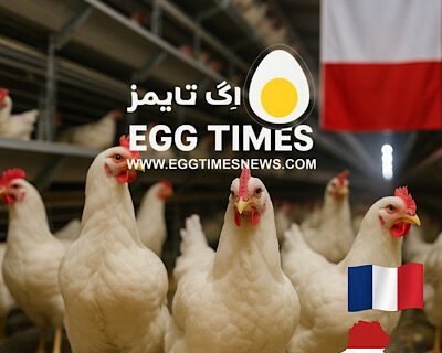 فرانسه سطح هشدار آنفلوآنزای پرندگان را به «بالاترین میزان» افزایش داد