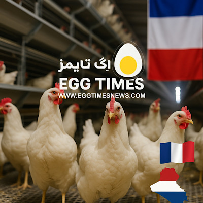 فرانسه سطح هشدار آنفلوآنزای پرندگان را به «بالاترین میزان» افزایش داد