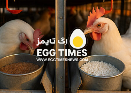 بهینه‌سازی تغذیه دو‌بخشی (Split Feeding) در مرغ‌های تخم‌گذار با مدل‌سازی پیشرفته