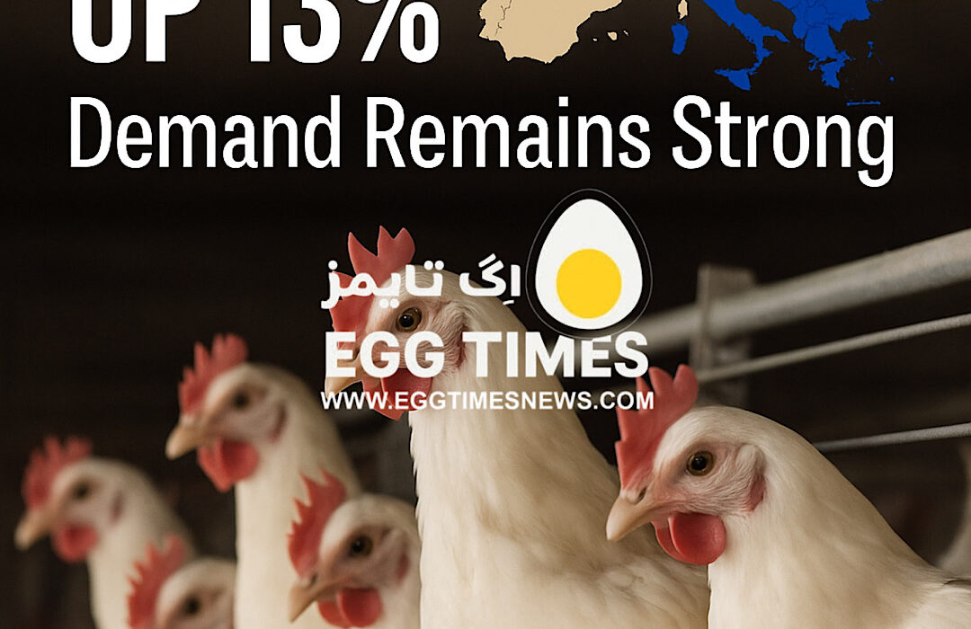 افزایش تقاضا و قیمت طیور در اروپا؛ رشد ۱۳ درصدی قیمتها در سال ۲۰۲۵