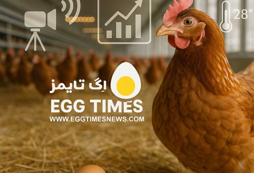 هوش مصنوعی چندحالته؛ گامی تازه برای سنجش رفاه و بهره‌وری مرغ‌های تخم‌گذار