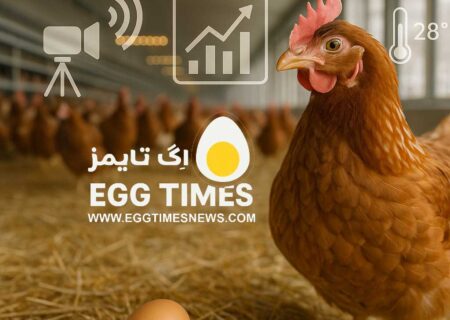 هوش مصنوعی چندحالته؛ گامی تازه برای سنجش رفاه و بهره‌وری مرغ‌های تخم‌گذار