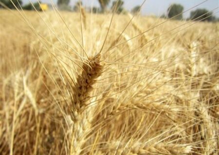 ترکیه به گندم روسیه، روی خوش نشان داد.