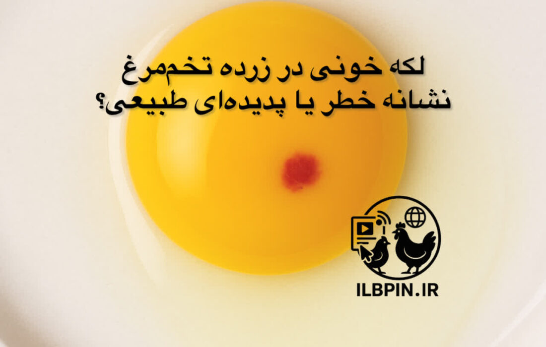 لکه خونی در زرده تخم‌مرغ؛ نشانه خطر یا پدیده‌ای طبیعی؟
