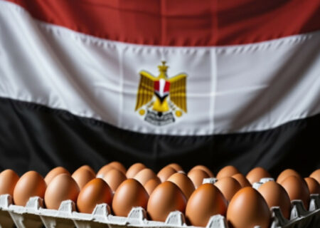 سقوط ۳۵ درصدی قیمت تخم‌مرغ در مصر