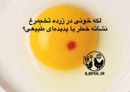 لکه خونی در زرده تخم‌مرغ؛ نشانه خطر یا پدیده‌ای طبیعی؟