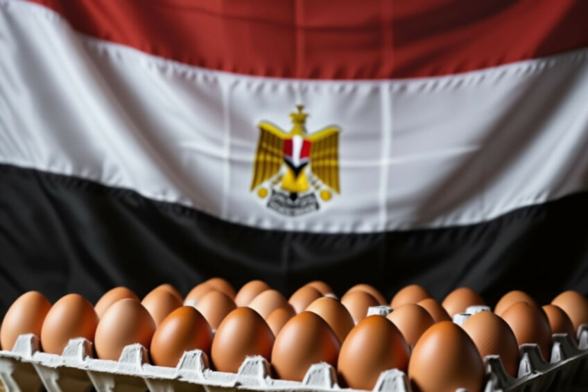 سقوط ۳۵ درصدی قیمت تخممرغ در مصر