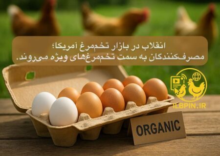 سقوط سهام Cal-Maine؛ جهش تقاضا برای تخم‌مرغ‌های لوکس و تخصصی در آمریکا