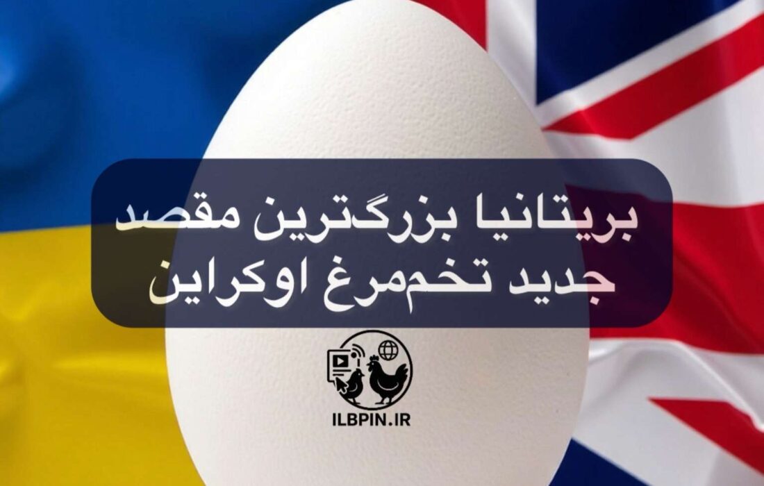 افزایش صادرات تخممرغ اوکراین
