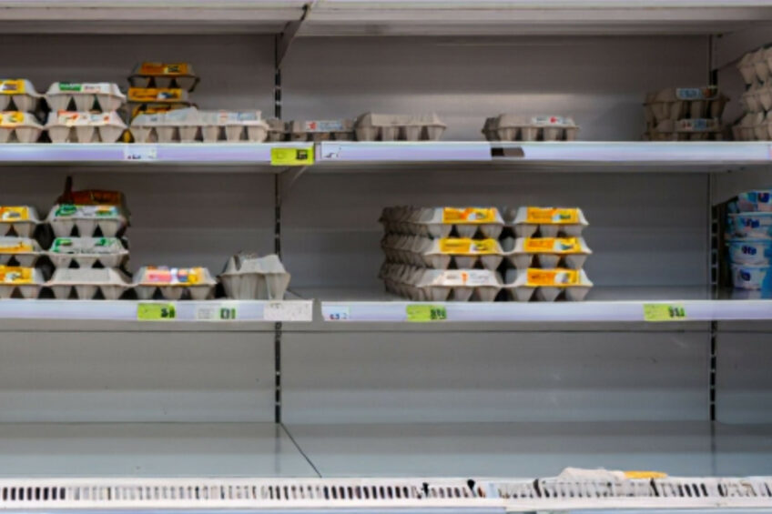 بحران تولید تخممرغ در بلژیک؛ حذف قفسهای غنیشده ظرفیت تولید را سقوط داد.