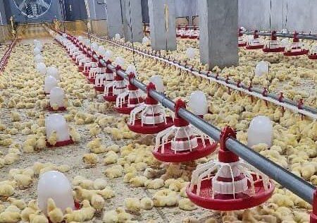 پیوند دانشگاه با صنعت طیور گلستان محسوس است.