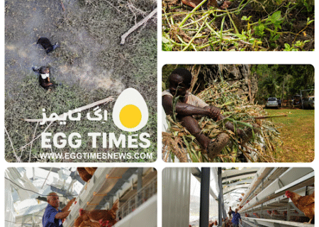 طوفان ملیسا ضربه سنگینی به مزارع تخم‌مرغ جامائیکا وارد کرد