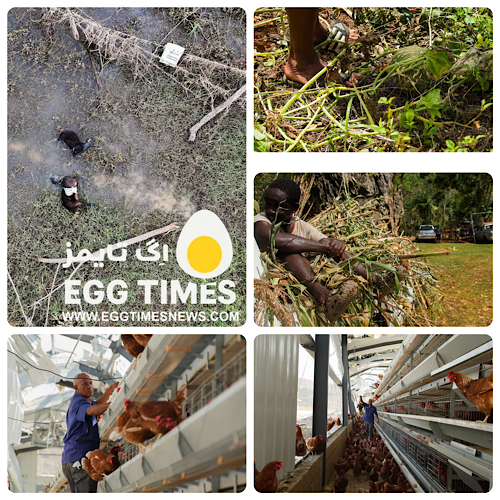 طوفان ملیسا ضربه سنگینی به مزارع تخممرغ جامائیکا وارد کرد