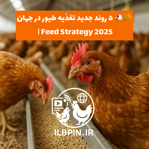 پنج روند کلیدی که تغذیه طیور را در سالهای آینده متحول میکنند