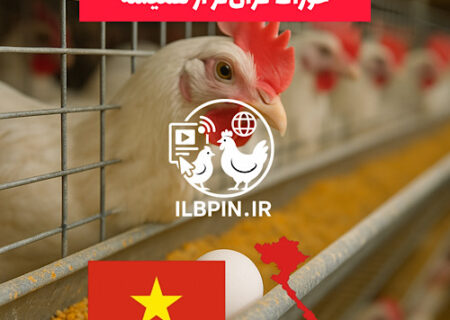 افزایش چشمگیر هزینهٔ خوراک در صنعت طیور و تخم‌گذاری در ویتنام