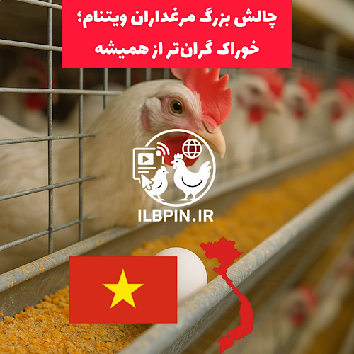 افزایش چشمگیر هزینهٔ خوراک در صنعت طیور و تخم‌گذاری در ویتنام