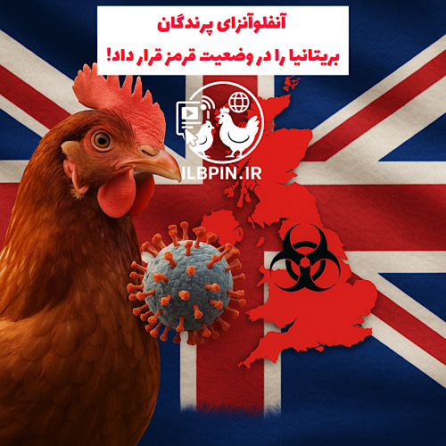 قرنطینه اجباری برای تمامی طیور در سراسر انگلستان بهمنظور جلوگیری از گسترش آنفلوآنزای پرندگان
