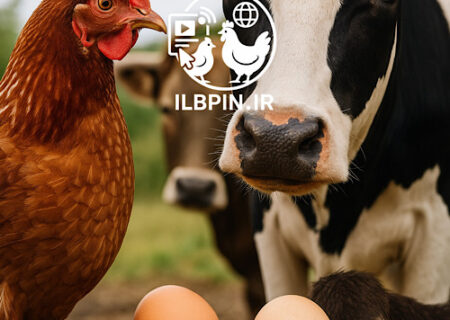 هشدار جدی مرغداران و دامداران اصفهان به رهبر انقلاب: تولید گوشت و تخم‌مرغ در آستانه توقف!