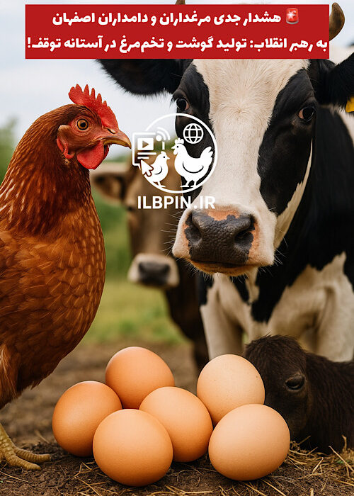هشدار جدی مرغداران و دامداران اصفهان به رهبر انقلاب: تولید گوشت و تخممرغ در آستانه توقف!