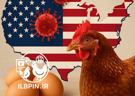 موج جدید آنفلوآنزای پرندگان در آمریکا؛ میلیون‌ها پرنده تلف شدند و بازار بوقلمون و تخم‌مرغ تحت فشار قرار گرفت