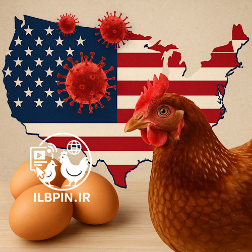 موج جدید آنفلوآنزای پرندگان در آمریکا؛ میلیونها پرنده تلف شدند و بازار بوقلمون و تخممرغ تحت فشار قرار گرفت