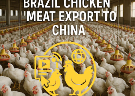 رشد تولید گوشت مرغ در پارانا با بازگشایی بازار چین و تقویت صادرات برزیل