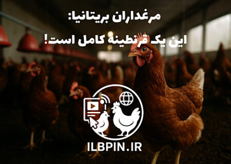 قرنطینه جدید مرغ‌ها در بریتانیا؛ نگرانی تولیدکنندگان از کاهش تولید تخم‌مرغ