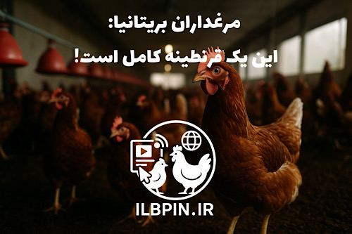 قرنطینه جدید مرغ‌ها در بریتانیا؛ نگرانی تولیدکنندگان از کاهش تولید تخم‌مرغ