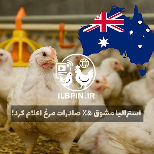 استرالیا به تولیدکنندگان مرغ گوشتی مشوق صادراتی ۵٪ میدهد؛ برنامه بزرگ برای تبدیل شدن به ۵ صادرکننده برتر جهان