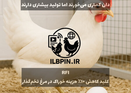 Residual Feed Intake (RFI) و نقش آن در بهبود بهره‌وری خوراک، ایمنی و متابولیسم در مرغ‌های تخم‌گذار سالخورده