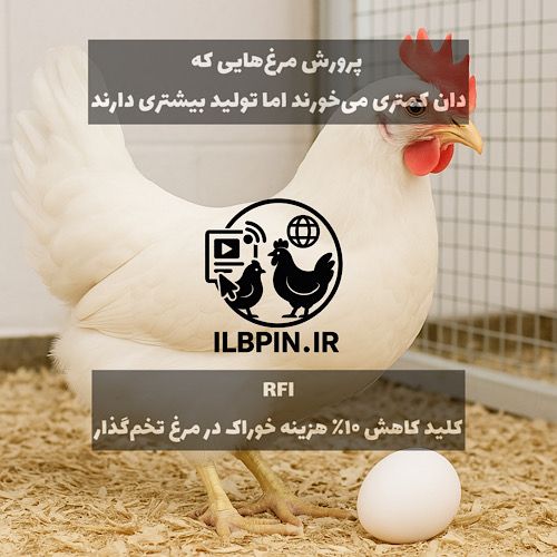 Residual Feed Intake (RFI) و نقش آن در بهبود بهرهوری خوراک، ایمنی و متابولیسم در مرغهای تخمگذار سالخورده