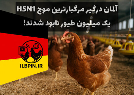 شدیدترین موج آنفلوانزای فوق‌حاد پرندگان در آلمان طی سه سال گذشته؛ بیش از یک میلیون طیور معدوم شدند
