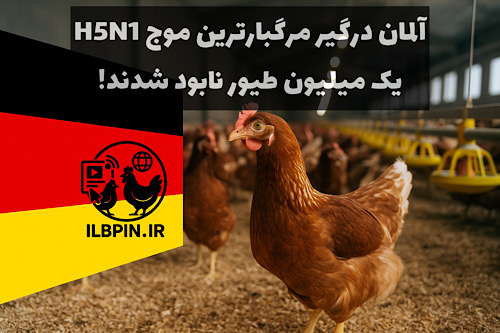 شدیدترین موج آنفلوانزای فوق‌حاد پرندگان در آلمان طی سه سال گذشته؛ بیش از یک میلیون طیور معدوم شدند