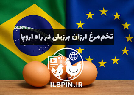 توافق EU–Mercosur بازار تخم‌مرغ اروپا را متزلزل می‌کند؛ هشدار تولیدکنندگان نسبت به هجوم تخم‌مرغ برزیلی