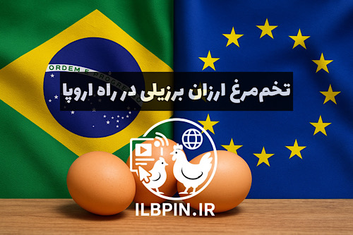 توافق EU–Mercosur بازار تخممرغ اروپا را متزلزل میکند؛ هشدار تولیدکنندگان نسبت به هجوم تخممرغ برزیلی
