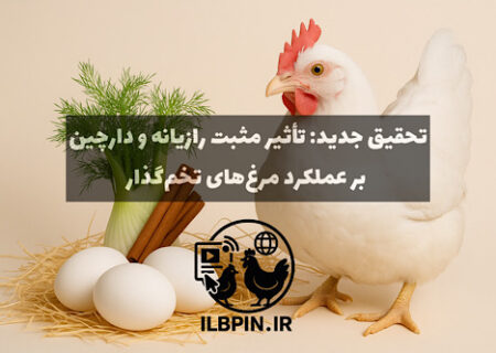 بهبود عملکرد مرغ‌های تخم‌گذار با افزودنی‌های طبیعی: نتایج تازه‌ترین تحقیق درباره رازیانه و دارچین