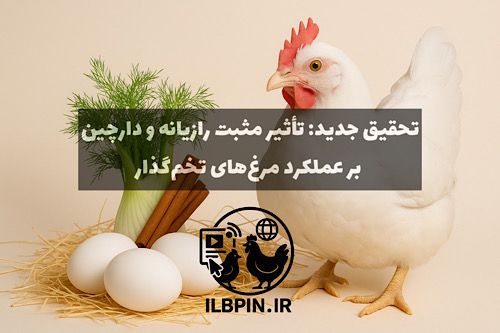بهبود عملکرد مرغهای تخمگذار با افزودنیهای طبیعی: نتایج تازهترین تحقیق درباره رازیانه و دارچین