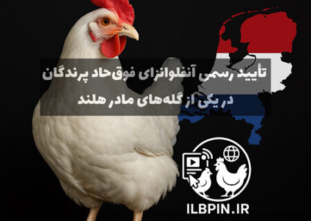 شیوع آنفلوانزای فوق‌حاد پرندگان در گله مادر گوشتی هلند
