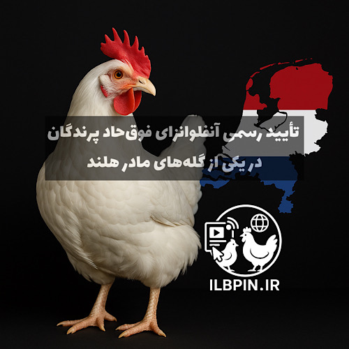 شیوع آنفلوانزای فوقحاد پرندگان در گله مادر گوشتی هلند
