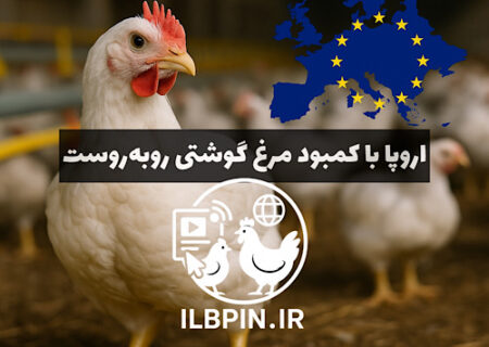 کاهش تولید گوشت مرغ در اروپا به‌دلیل اختلالات زنجیره تأمین و افت جوجه‌ریزی