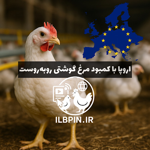 کاهش تولید گوشت مرغ در اروپا بهدلیل اختلالات زنجیره تأمین و افت جوجهریزی
