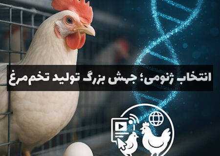 انقلاب ژنتیکی در مرغ‌های تخم‌گذار