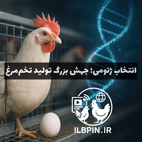 انقلاب ژنتیکی در مرغ‌های تخم‌گذار