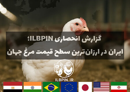گزارش انحصاری ILBPIN: قیمت دلاری مرغ ایران از ارزان‌ترین کشورهای جهان هم پایین‌تر است