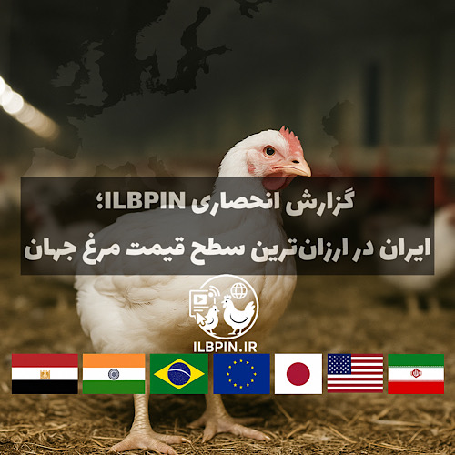 گزارش انحصاری ILBPIN: قیمت دلاری مرغ ایران از ارزان‌ترین کشورهای جهان هم پایین‌تر است