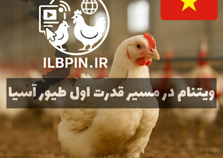 رشد ۱۴ درصدی تولید گوشت مرغ در ویتنام؛ جهش صادرات جوجه یکروزه و مرغ به کامبوج