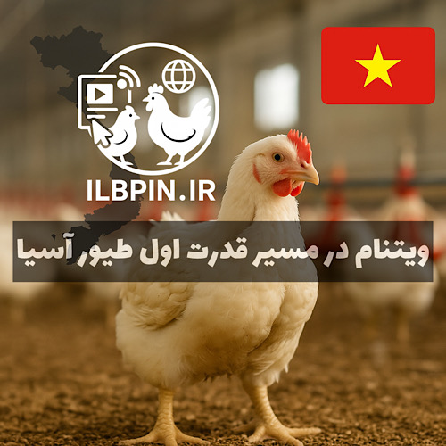 رشد ۱۴ درصدی تولید گوشت مرغ در ویتنام؛ جهش صادرات جوجه یکروزه و مرغ به کامبوج
