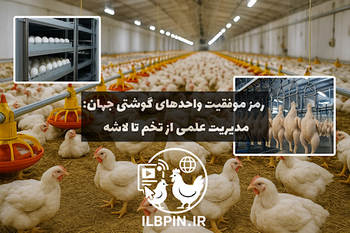 میزگرد جهانی: راهبردهای افزایش بهرهوری در زنجیره تولید مرغ گوشتی — گزارش اختصاصی ILBPIN